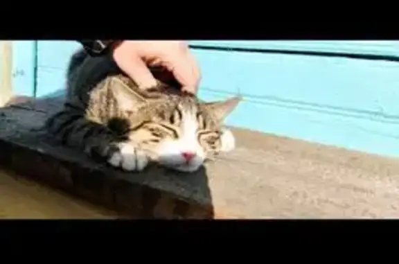 Пропала кошка, 2-й Авдотьинский пер., Иваново