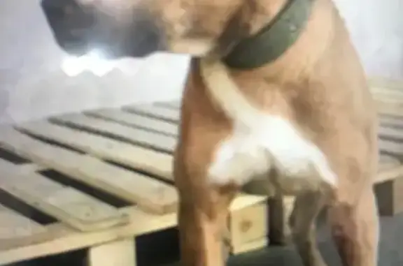 Найдена собака, Трусово, Центр. ул. 19Б