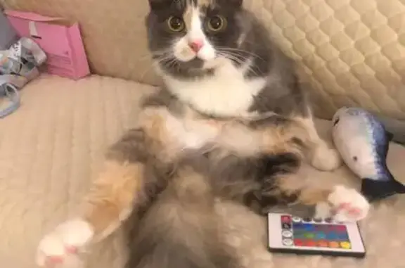 Пропала кошка, Набережная ул., 9, Курчатов