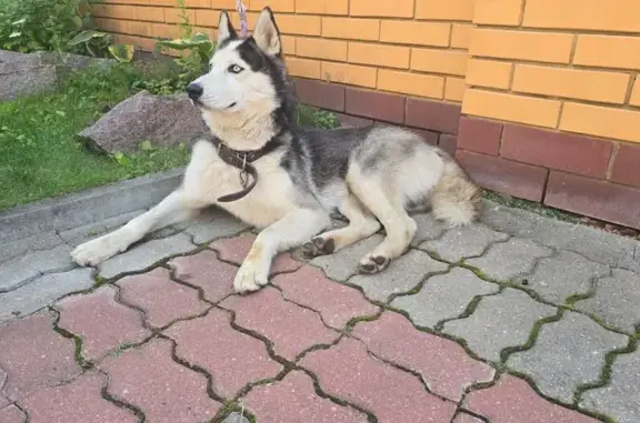 Хаски найден в Ахоебиновской роще, Тамбов