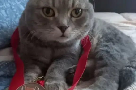 Пропала кошка, Великие Луки, Революционная 40