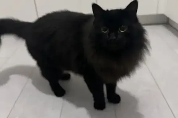 Найдена черная кошка, ул. Парина 38/5