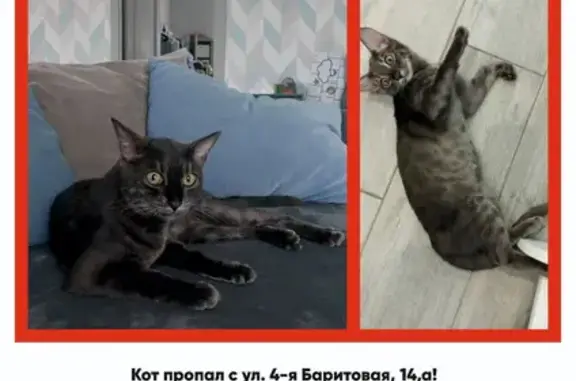Пропала кошка на 4-й Баритовой, Екатеринбург