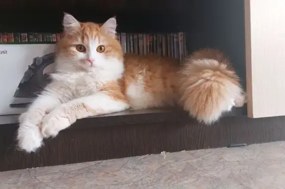 Пропала кошка, Нижний Новгород
