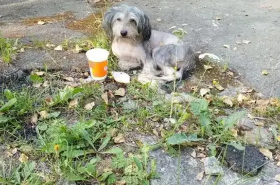 Найдена собака, Вологда, фото: Собака найдена: Центр. ул., 9, Вологда