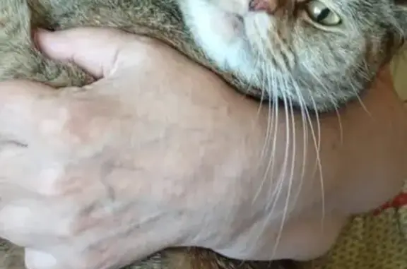 Пропала кошка, Северное шоссе, 3