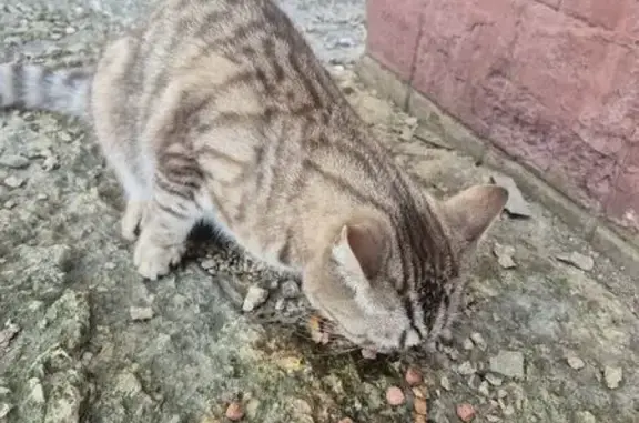 Кошка найдена на Водопьянова, 41, Липецк