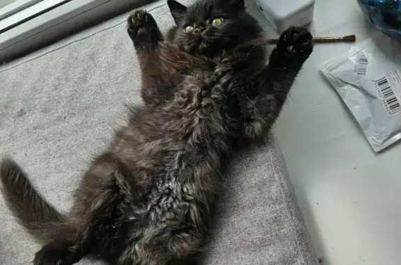 Кошки потеряшки, Петрозаводск, фото: Потеряшка черная кошка, Балтийская 39