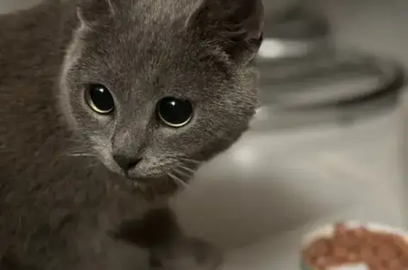 Найдена кошка, Лабинск, фото: Слепая кошка найдена: Константинова, 84