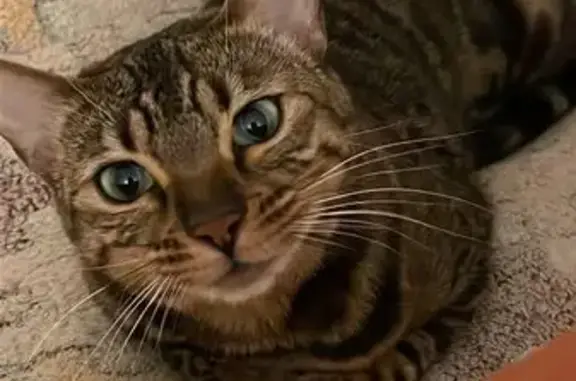 Пропала кошка, Радужный пер., 3, Электроугли