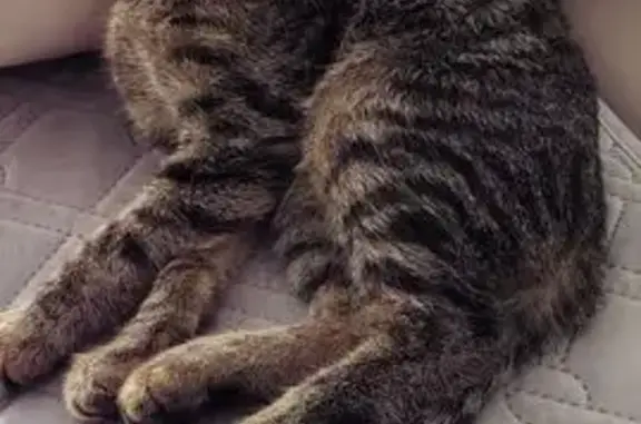 Найдена кошка, Альметьевск, фото: Котёнок найден: ул. Ленина, 2А, Альметьевск