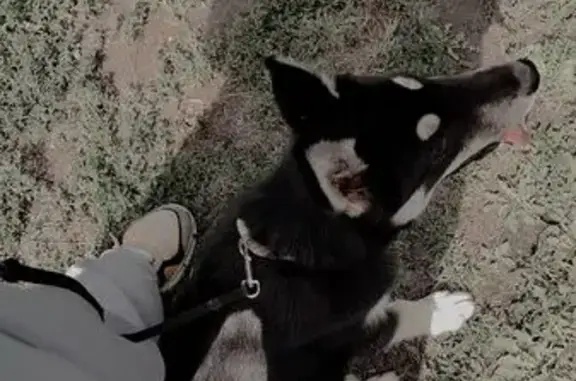 Щенок найден на ул. Менделеева, Варгаши