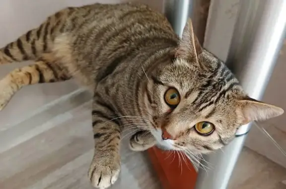 Кот потерялся, Сургут, 5-я Чер...
