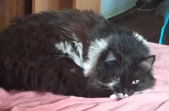 Кошки потеряшки, , фото: Потеряшка кошка, Язева 19, Караганда