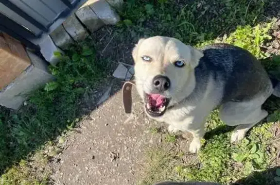 Собака найдена: ул. Автомобилистов, 48