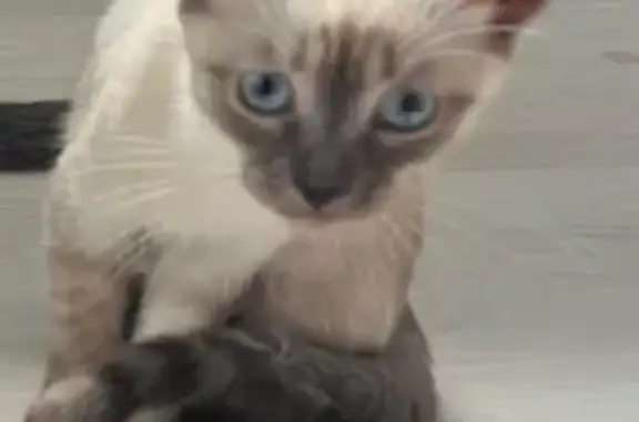 Кошки потеряшки, Похвистнево, фото: Потеряшка кошка, Кооперативная 27, Похвистнево