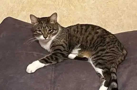 Пропала кошка, Окружная ул., Вичуга