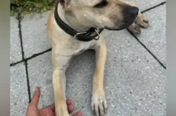 Найдена собака, ул. Ленина, 30, Камышлов