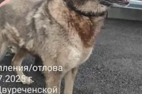 Объявления о пропавших и найденных животных, Свердловская область, фото: Собака найдена: Асбест, Свердловская обл.