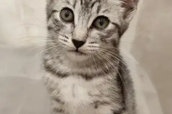 Кошка найдена на Рихарда Зорге, 13В, Казань