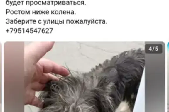 Найдена собака, Челябинск, фото: Собака найдена: пр. Ленина, Челябинск
