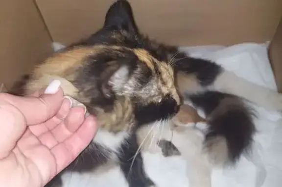 Найдена кошка с котятами, Володиной 5, Иваново