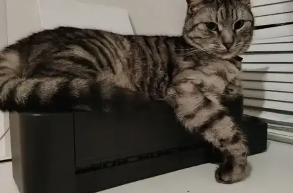 Кошки потеряшки, Ульяновск, фото: Потеряшка серый кот, Ульяновск, Тюленева 16