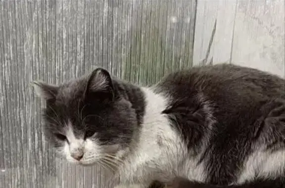 Кошки потеряшки, Белогорск, фото: Потеряшка кошка, 2-я ул. Пушкина, 32, Белогорск