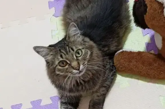 Кошки потеряшки, Орёл, фото: Потеряшка кошка, ул. Зеленина, 6, Орёл