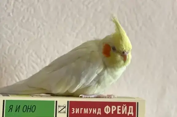 Потерянные животные Калининград, фото: Пропал попугай на ул. 9 Апреля, 62