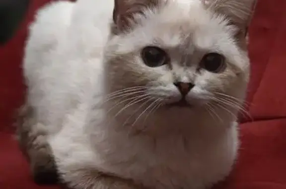 Пропала кошка, ул. Мира 2, Покачи