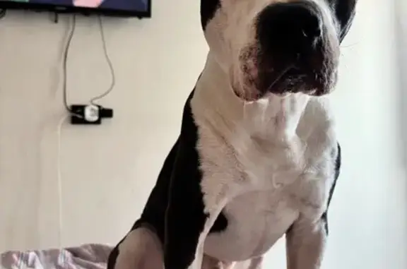 Потерянные животные Канск, фото: Пропала собака, 9-я ул. Герцена, 4, Канск