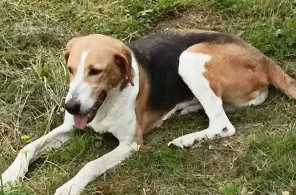 Найдена собака, , фото: Собаки найдены: Центр. ул, 23, Андреевское