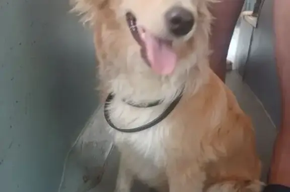 Собака найдена: Таганрогская 161, Ростов-на-Дону