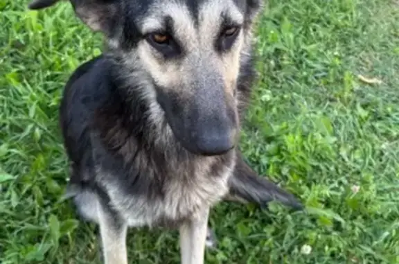 Найдена собака, , фото: Собака найдена: Центр. ул., 23, Нововолково