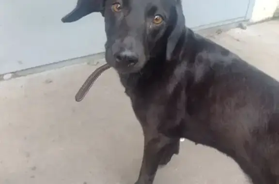 Собака найдена: ул. Блюхера, 8, Омск