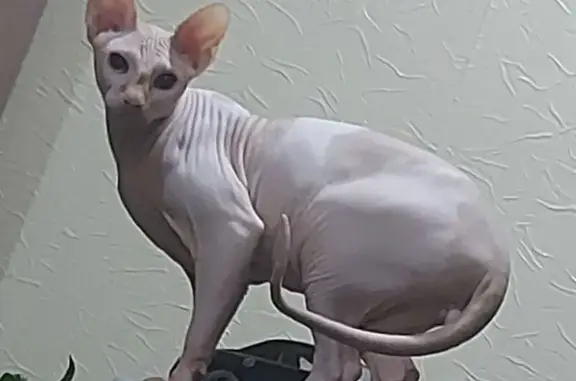 Кошки потеряшки, Пенза, фото: Потеряшка кошка, ул. Пушанина 9, Пенза