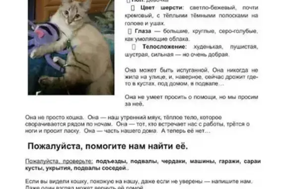 Пропала кошка, ул. Еремецкого, Ульяновск