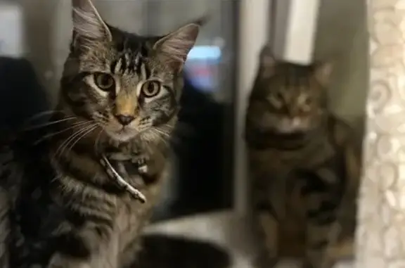 Кошки потеряшки, Ростов-на-Дону, фото: Потеряшка кошка, пр-т Космонавтов 22