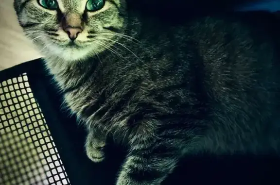 Кошки потеряшки, Карпинск, фото: Потеряшка кошка Лиза, Луначарского 32, Карпинск