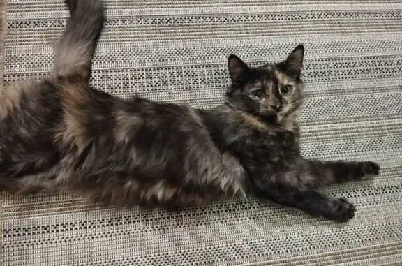 Кошки потеряшки, Пудож, фото: Потеряшка кошка, Полевая ул., 17, Пудож