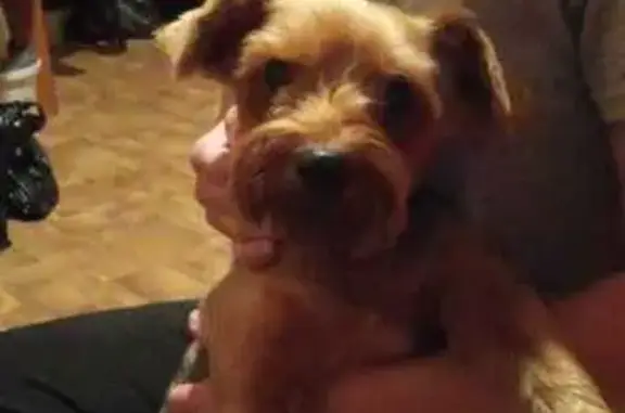 Найдена собака, Благовещенск, фото: Собака найдена: ул. Островского 236, Благовещенск