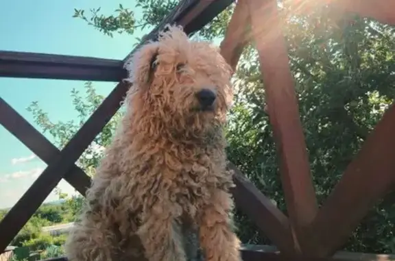 Собаки потеряшки, Белгород, фото: Потеряшка собака на Корочанская, 29, Белгород