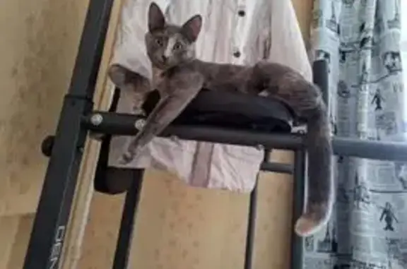 Пропала кошка