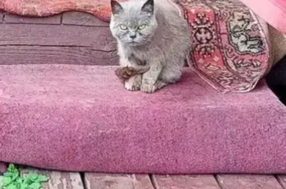 Найдена кошка, городской округ Верх-Нейвинский, фото: Кошка найдена в садах 