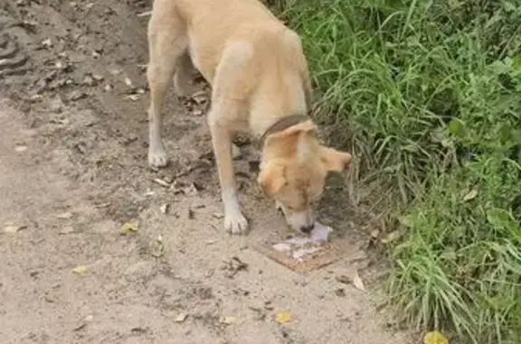 Найдена собака, , фото: Собака найдена: Центр. ул., 1, Зад. Поле