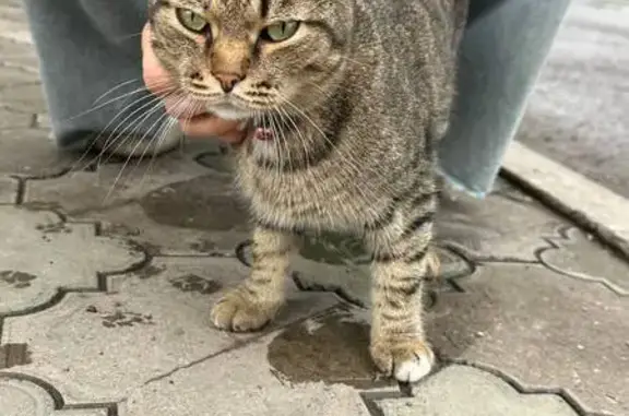 Кот найден, Пирятинская ул. 19, Абакан