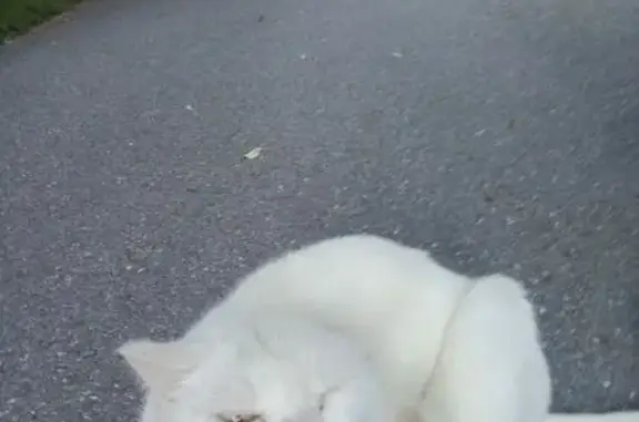 Объявления о пропавших и найденных животных, Ханты-Мансийск, фото: Кошка найдена, ул. Шевченко 8, Х-Мансийск