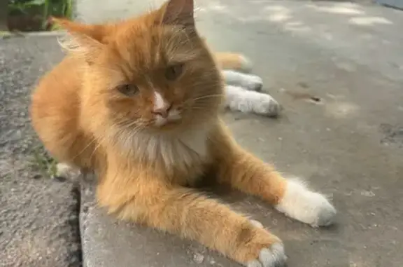 Найдена кошка, Санкт-Петербург, фото: Найдена кошка, Санкт-Петербург
