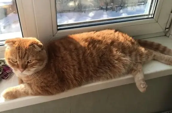 Кошки потеряшки, Мыски, фото: Потеряшка кот, ул. Пушкина, 4А, Мыски